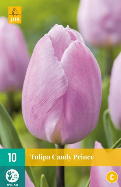 Tulipán Candy Prince (10 cibulí, růžovofialový, karta)