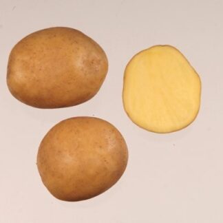 Sadbové brambory Magda - velmi rané, varný typ A/B, 5 kg (BIOM)
