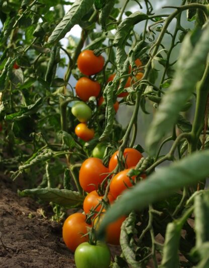 Rajče tyčkové Auriga - salátové, pomerančové, BIO (pěstování)