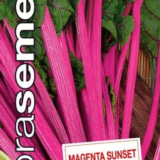 Mangold Magenta Sunset - purpurový (Dobrasemena)