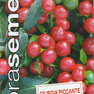 Paprika roční Ciliegia Piccante - okrasná, jemně ostrá, drobné plody, tmavězelená-červená (Dobrasemena)
