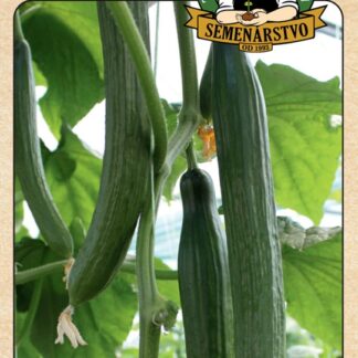 Okurka salátová Kosara F1 - bulharská, skleníková, hadovka, dlouhá (GEOSEMselect)