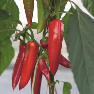 Paprika zeleninová Amboy F1 - mírně pálivá, kónická, světlezelená-červená (Bejo)