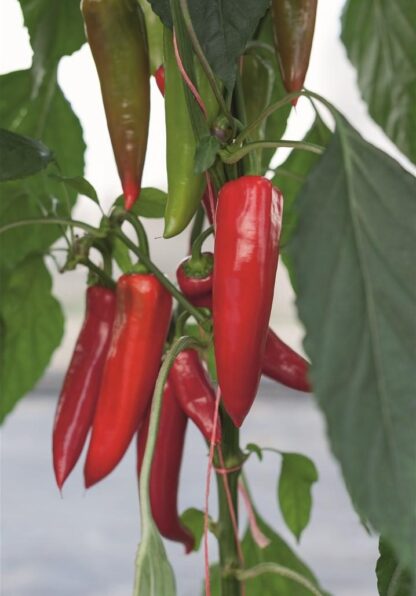 Paprika zeleninová Amboy F1 - mírně pálivá, kónická, světlezelená-červená (Bejo)