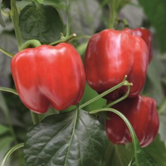 Paprika zeleninová Chayka F1 - sladká, kvadratická, tmavězelená-červená (Bejo)