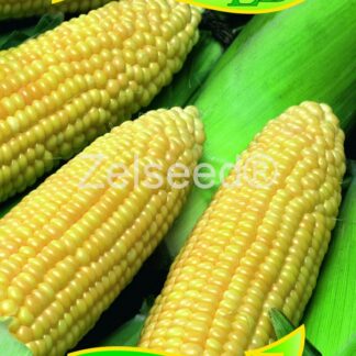 Kukuřice cukrová Salvus F1 - pozdní (Zelseed)
