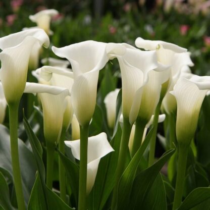 Kala (zantedeschia) Crystal Clear (bílá, svatební)