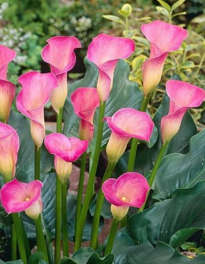 Kala (zantedeschia) Pink Puppy (růžová)