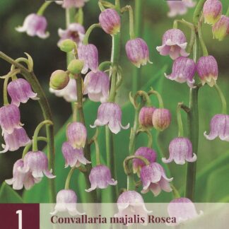 Konvalinka vonná Rosea (Convallaria majalis, 1 hlíza, růžová, karta)