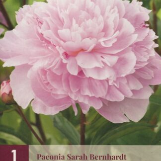 Pivoňka (Paeonia) Sarah Bernhardt (1 hlíza, růžová, karta)
