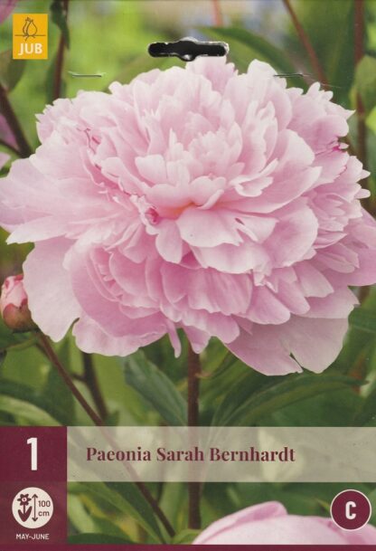 Pivoňka (Paeonia) Sarah Bernhardt (1 hlíza, růžová, karta)