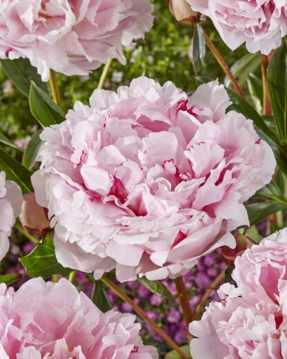 Pivoňka (Paeonia) Sarah Bernhardt (růžová)