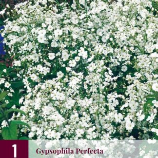 Šater plnokvětý (nevěstin závoj, Gypsophila) Perfecta (1 oddenek, bílý, karta)