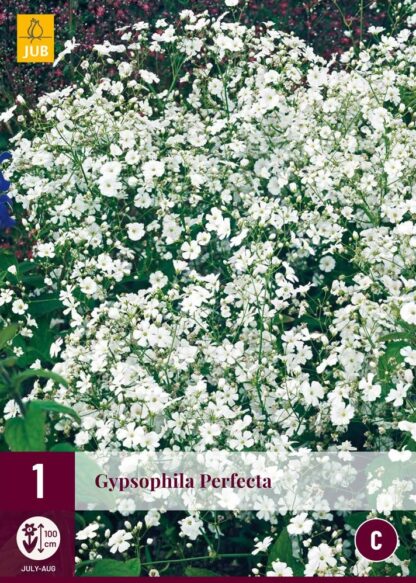 Šater plnokvětý (nevěstin závoj, Gypsophila) Perfecta (1 oddenek, bílý, karta)