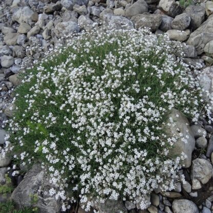 Šater plnokvětý (nevěstin závoj, Gypsophila) Perfecta (bílý)