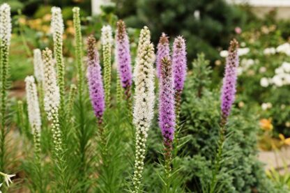 Šuškarda (liatris) Blue-White (fialová a bílá)