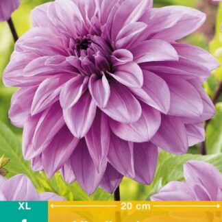 Jiřina velkokvětá Lilac Time (1 hlíza, šeříkově fialová, karta)