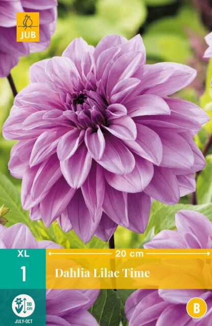 Jiřina velkokvětá Lilac Time (1 hlíza, šeříkově fialová, karta)