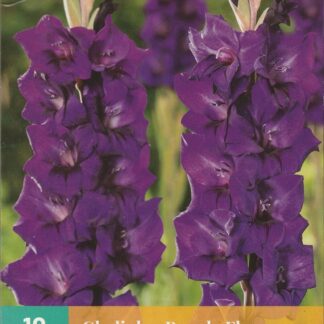Mečík velkokvětý Purple Flora (10 cibulí, tmavě fialový, karta)