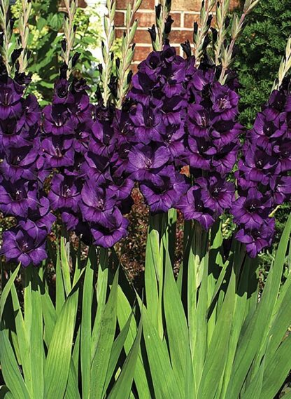 Mečík velkokvětý Purple Flora (tmavě fialový)