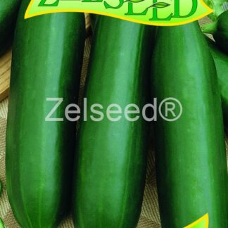 Okurka salátová Vanda F1 - skleníková, krátká (Zelseed)