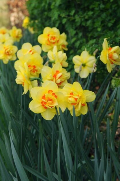 Narcis Tahiti (plnokvětý, oranžovo-žlutý)