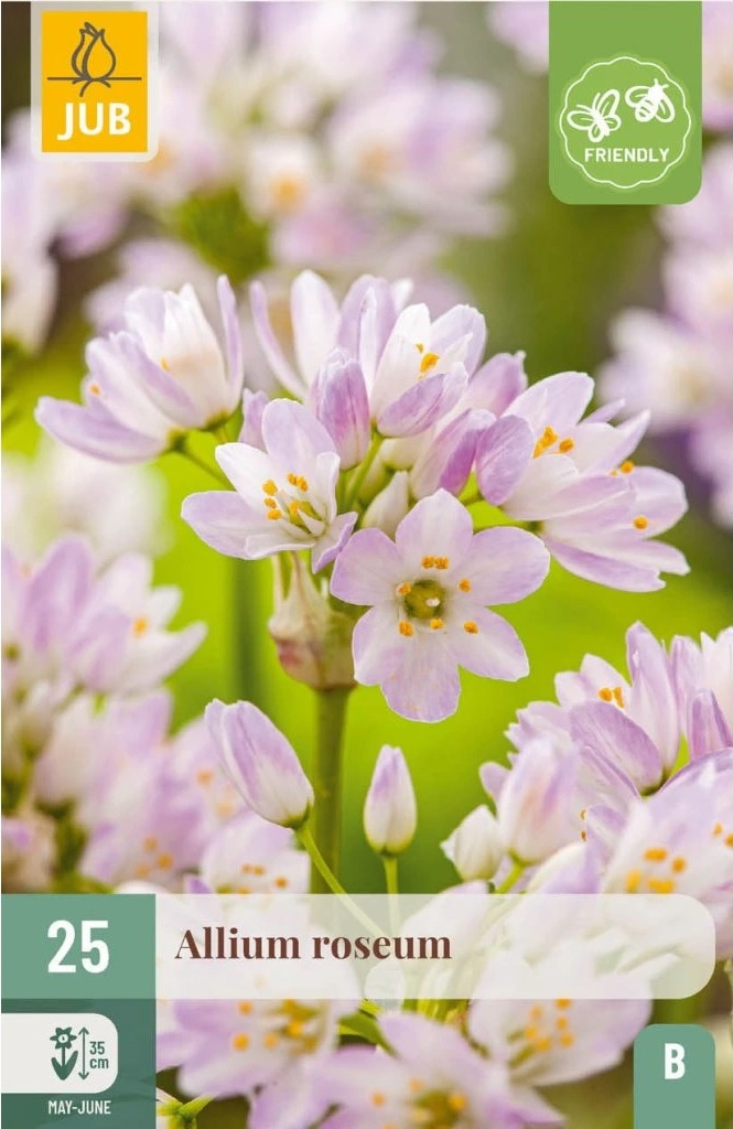 Okrasný česnek (Allium roseum, 25 cibulí, růžový, karta) Okrasný česnek (Allium roseum, 25 cibulí, růžový, karta)