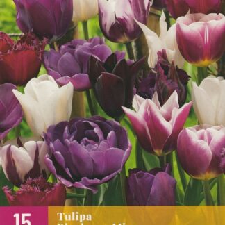 Tulipán Blueberry Mix (15 cibulí, směs, XXL karta)