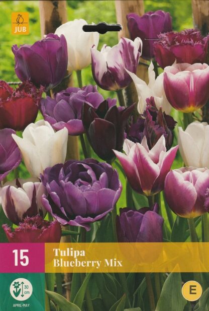 Tulipán Blueberry Mix (15 cibulí, směs, XXL karta)