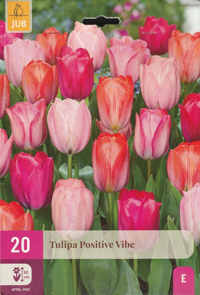 Tulipán Positive Vibe (20 cibulí, směs, XXL karta) Tulipán Positive Vibe (20 cibulí, směs, XXL karta)