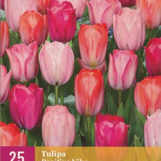 Tulipán Positive Vibe (25 cibulí, směs, XXL karta)