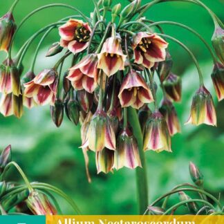 Česnek sicilský (Allium siculum, okrasný, 5 cibulí, krémově-purpurový, karta)