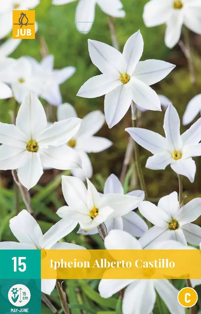 Ipheion uniflorum Alberto Castillo (jarní hvězda, 15 cibulí, bílý, karta) Ipheion uniflorum Alberto Castillo (jarní hvězda, 15 cibulí, bílý, karta)