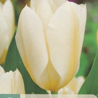 Tulipán Fosterův Purissima (7 cibulí, krémově-bílý, karta)
