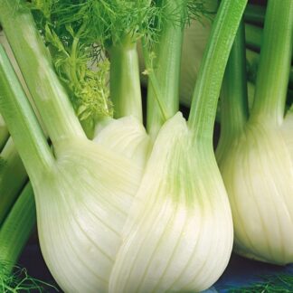 Fenykl hlíznatý Romanesco (sladký, aromatický)