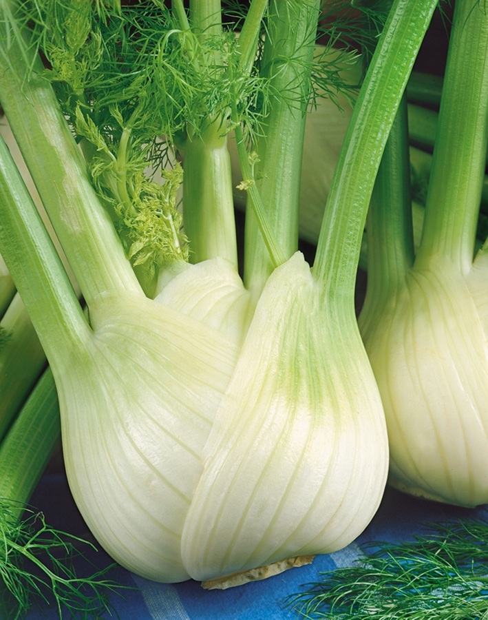 Fenykl hlíznatý Romanesco (sladký, aromatický) Fenykl hlíznatý Romanesco (sladký, aromatický)