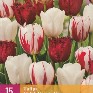 Tulipán Dutch Design Mix (15 cibulí, směs, XXL karta)