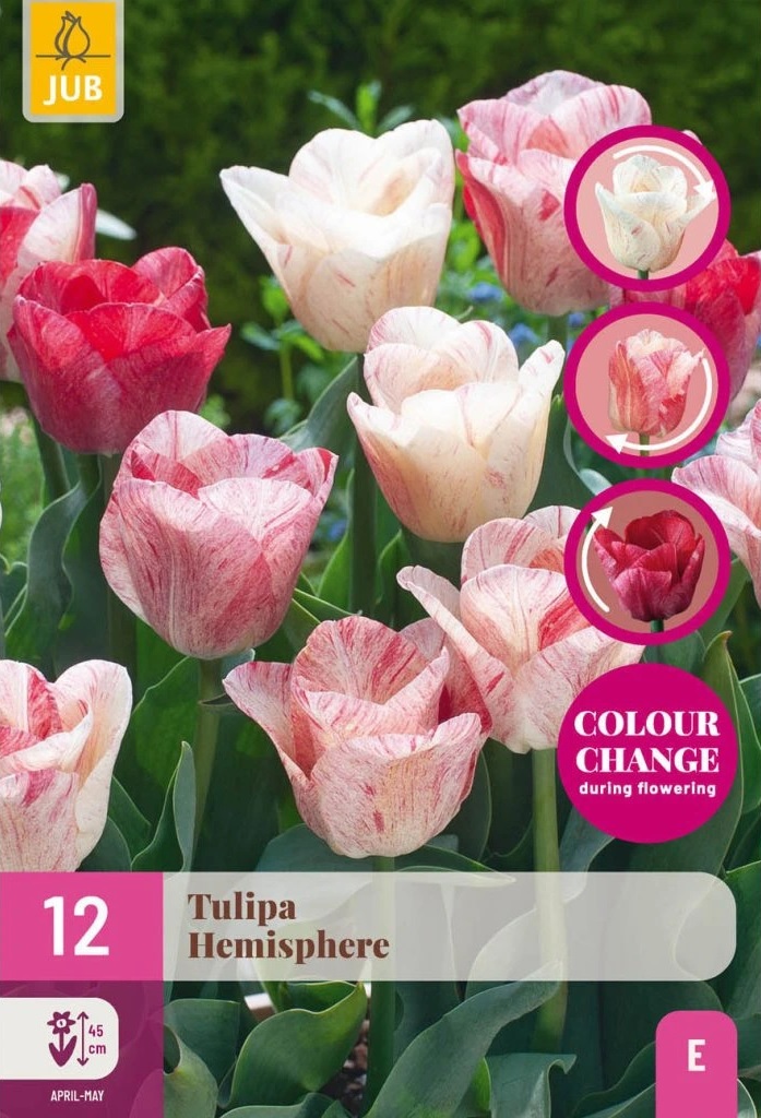 Tulipán Hemisphere (12 cibulí, mění barvu, žíhaný, bílý až růžový, XXL karta)