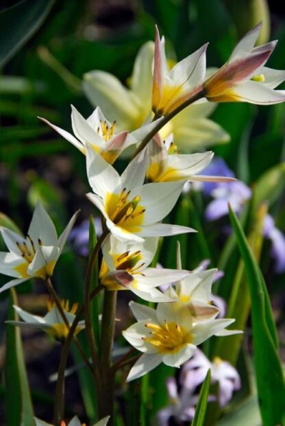 Tulipán botanický (turkestánský, žluto-bílý)