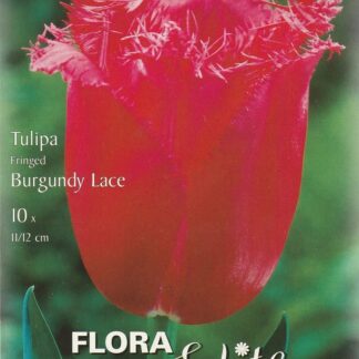 Tulipán třepenitý Burgundy Lace (10 cibulí, fialovo-růžový, karta)