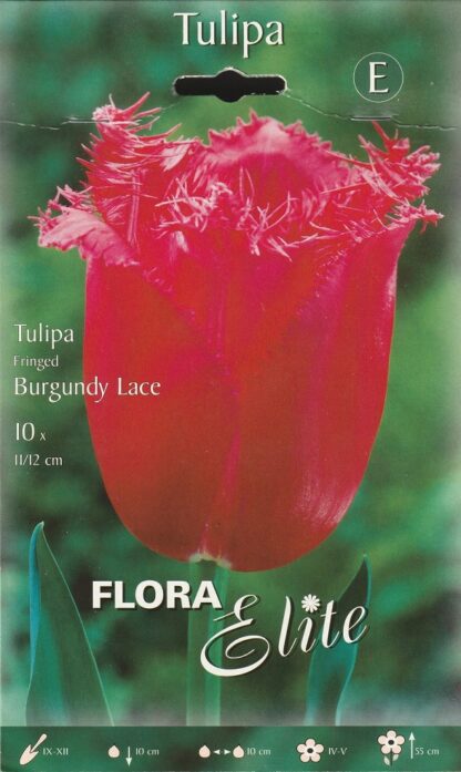 Tulipán třepenitý Burgundy Lace (10 cibulí, fialovo-růžový, karta)