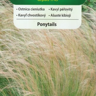 Kavyl péřovitý Ponytails - mexická okrasná tráva (Vilmorin)