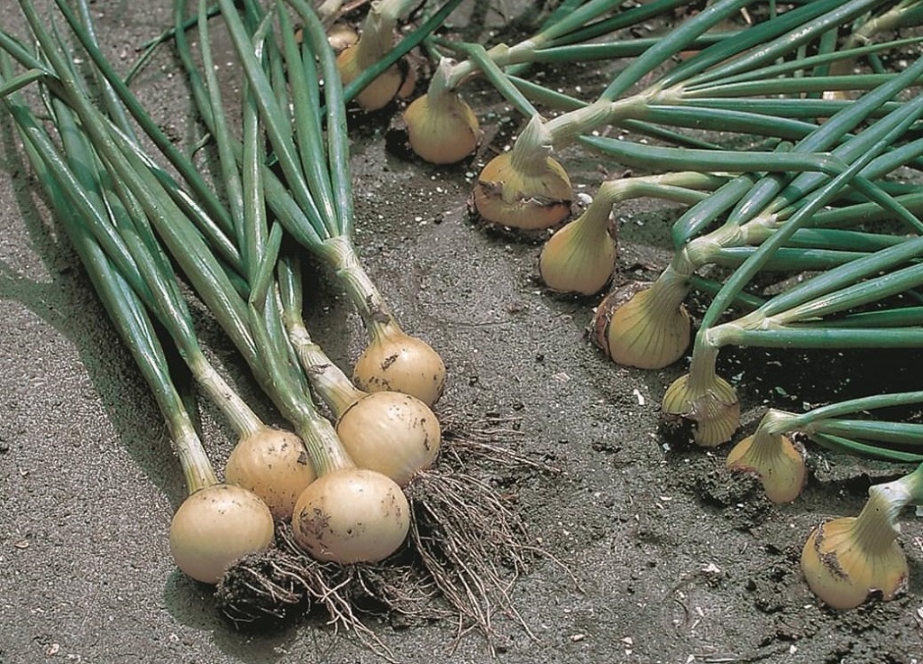 Cibule sazečka BGS 399 F1 - žlutá, zploštělá, ozimá (Bejo) Cibule sazečka BGS 399 F1 - žlutá, zploštělá, ozimá (Bejo)