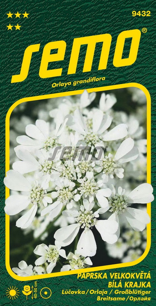 Paprska velkokvětá Bílá krajka (Semo) Paprska velkokvětá Bílá krajka (Semo)