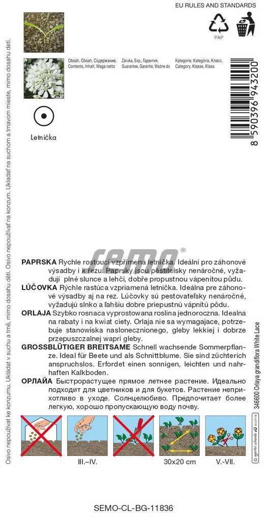 Paprska velkokvětá Bílá krajka (pěstování) Paprska velkokvětá Bílá krajka (pěstování)