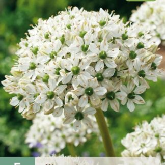 Česnek černý (Allium nigrum, 5 cibulí, okrasný, zeleno-bílý, karta)