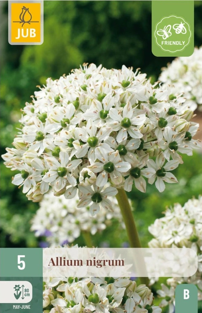 Česnek černý (Allium nigrum, 5 cibulí, okrasný, zeleno-bílý, karta) Česnek černý (Allium nigrum, 5 cibulí, okrasný, zeleno-bílý, karta)