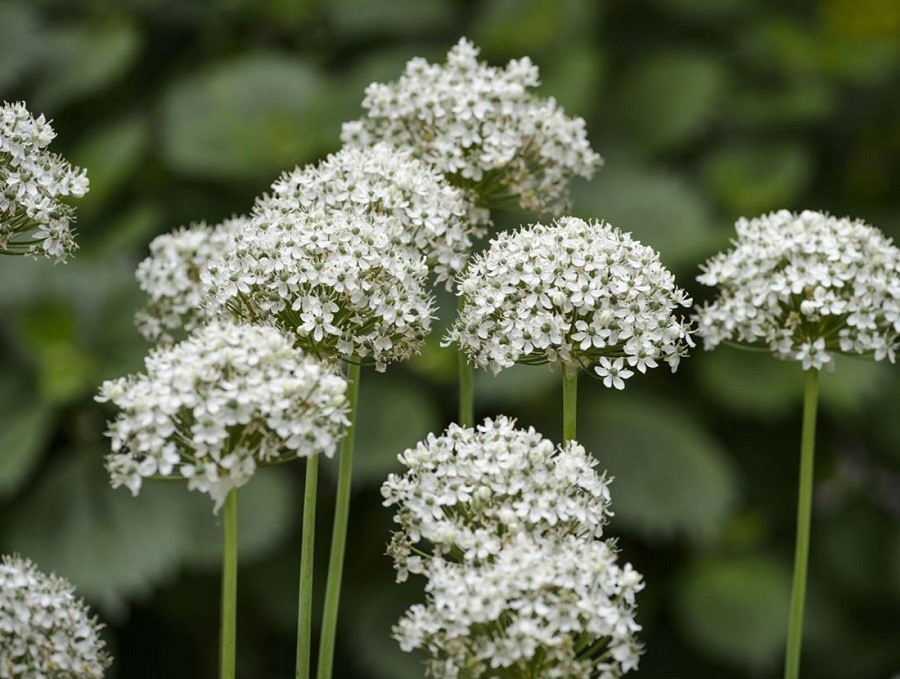 Česnek černý (Allium nigrum, okrasný, zeleno-bílý) Česnek černý (Allium nigrum, okrasný, zeleno-bílý)
