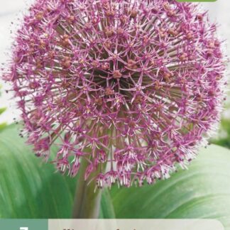 Česnek karatavský Red Giant (3 cibule, nízký, velkokvětý, bílo-fialový, karta)