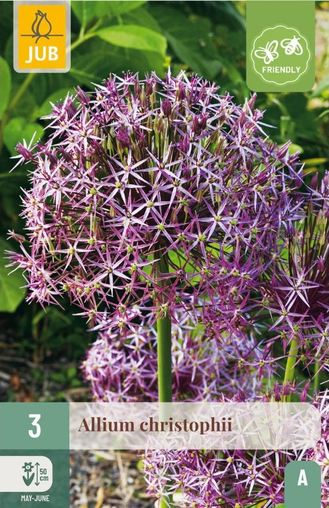 Česnek ozdobný (Allium christophii, 3 cibule, na sušení, bílo-fialový, karta) Česnek ozdobný (Allium christophii, 3 cibule, na sušení, bílo-fialový, karta)
